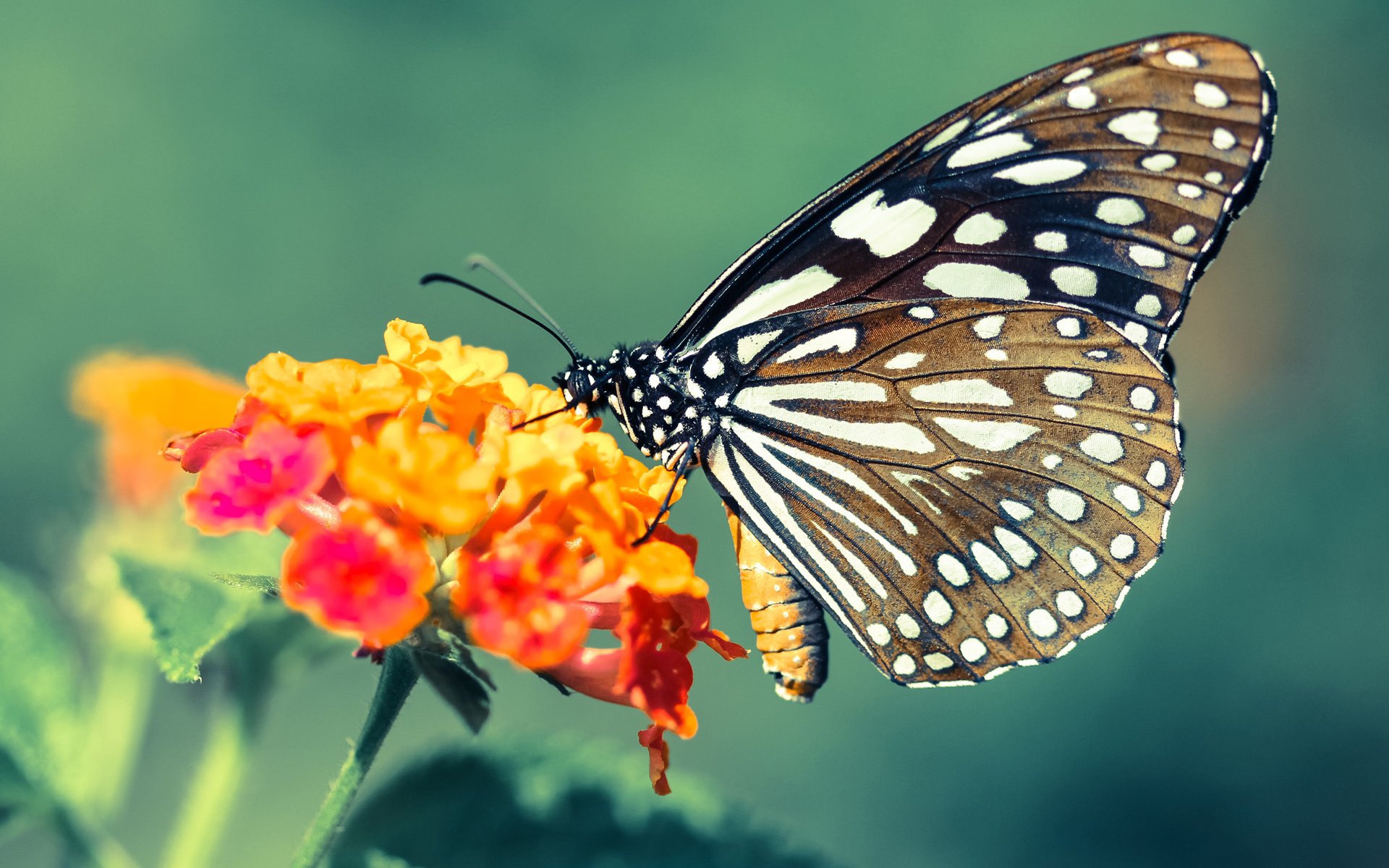 NBA季后赛焦点战，广厦末节觉醒，致命一击带走吉林