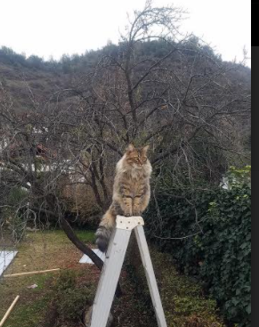 篮网轻取尼克斯！字母哥末节统治攻防，关键先生之名当之无愧