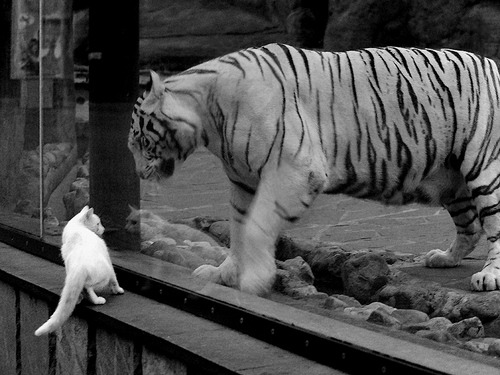 乌拉圭强行终结拜仁霸权，巴雷拉2026世界杯接管比赛预言