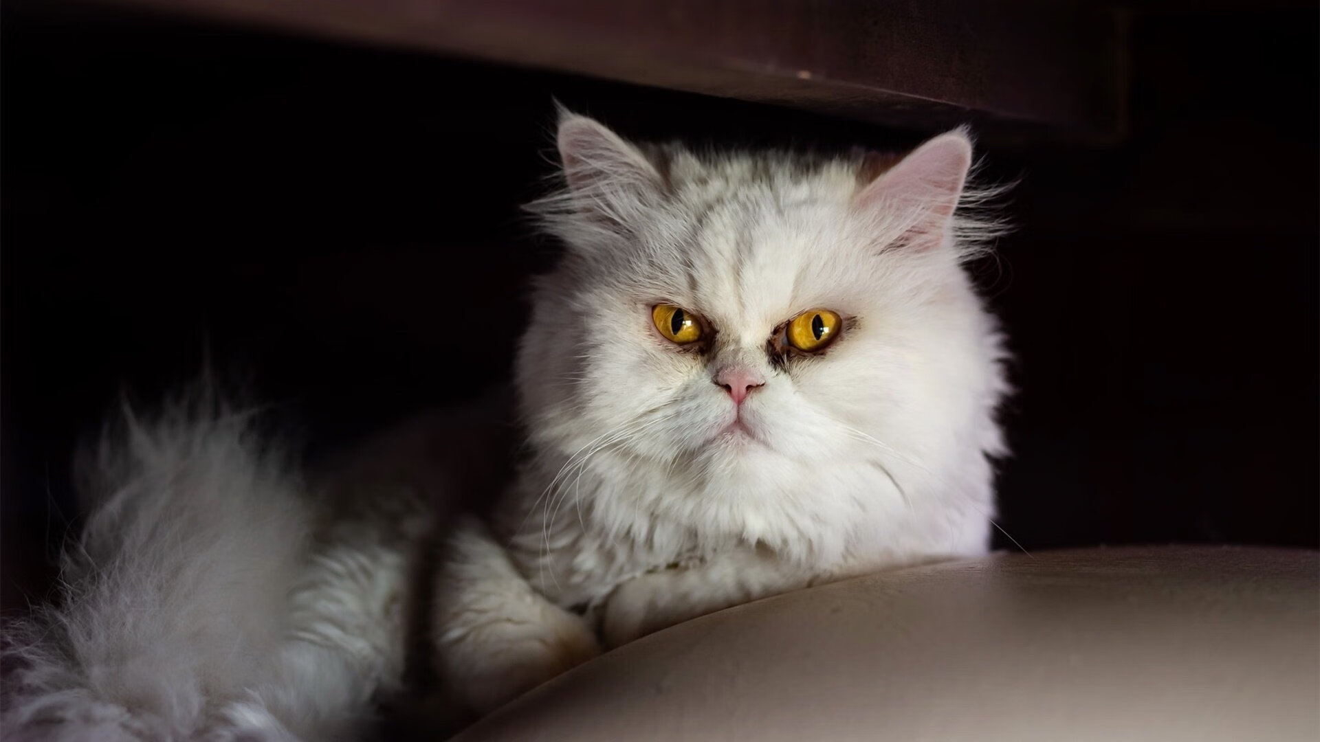 年度焦点之战，棋盘上的安第斯雄鹰力克地中海明珠