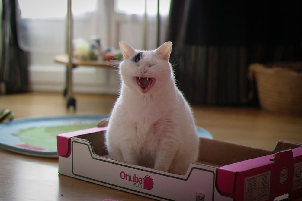 北京队末节狂潮一波带走魔术，杰伦·格林存在感拉满改写比赛剧本