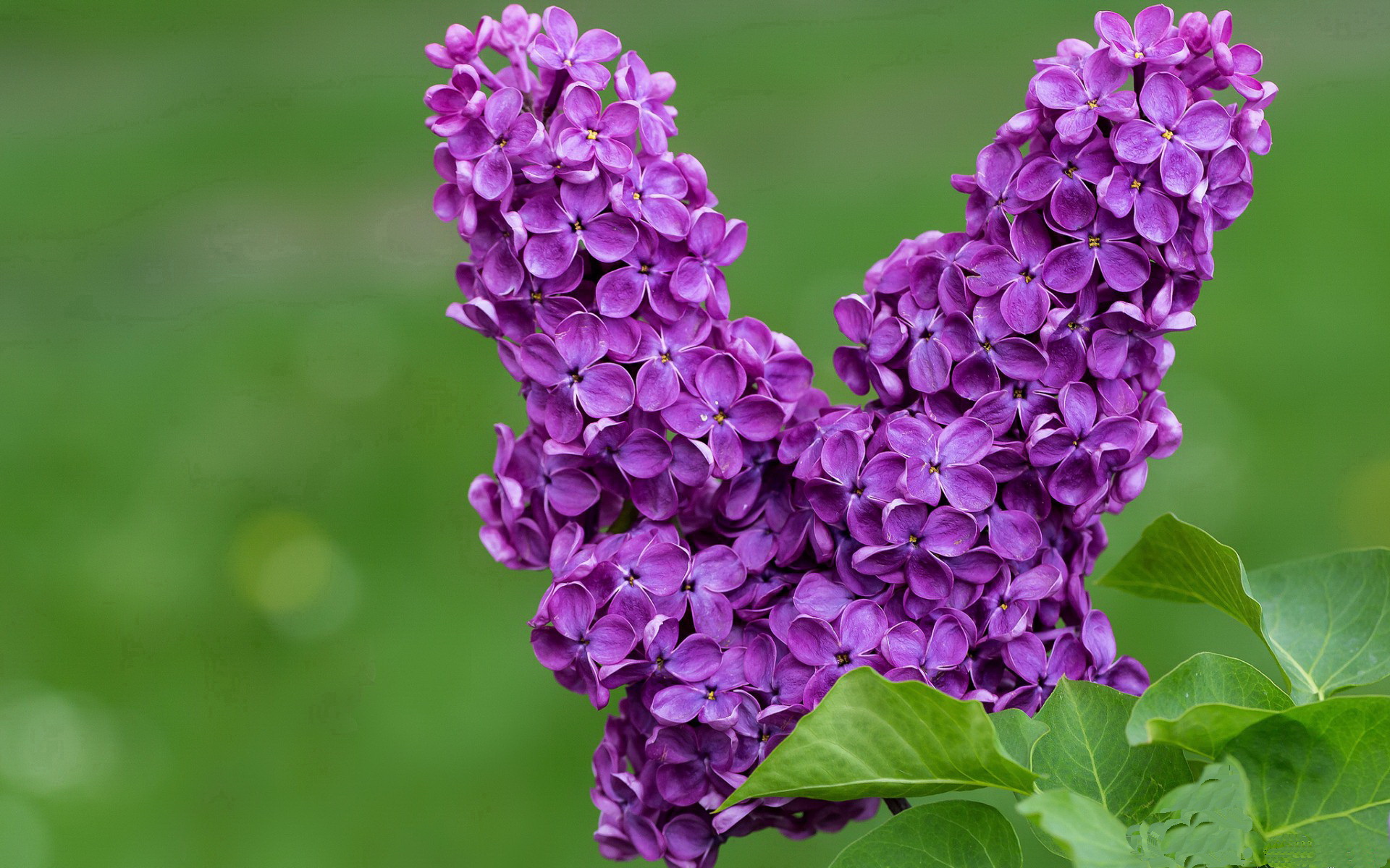 落选之核 vs 落选之光，范弗利特的41分如何重塑火箭的赢球逻辑