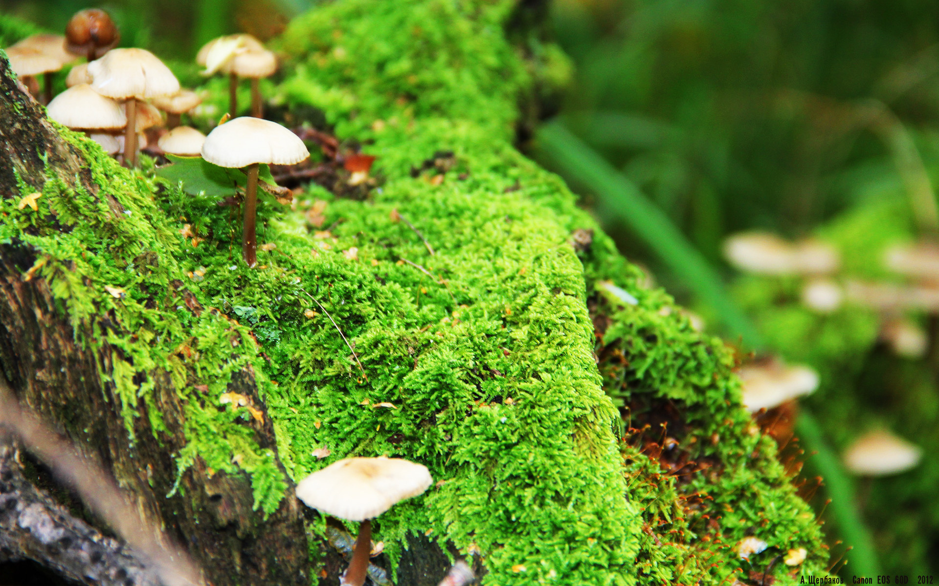 看到您提出的唯一性要求，我将从一个特定的、富有想象力的战术视角切入，将两个独立事件编织成一个连贯的战略叙事