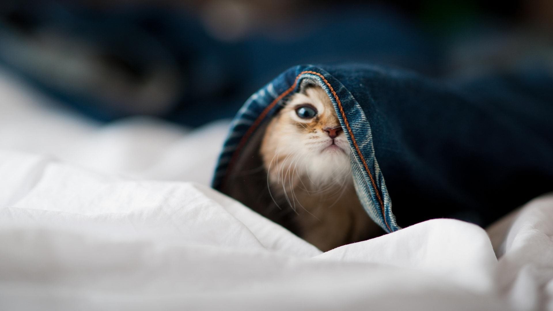 开云体育入口-跨界巅峰之战！广厦铁血防守横扫步行者，西亚卡姆末节封神定乾坤