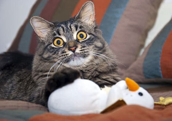 米兰暗夜中唯一的灯塔，特奥完成200场里程碑