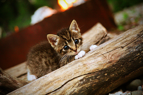 西亚卡姆硬仗之王!魔术绝杀国王背后,是大心脏还是宿命轮回?