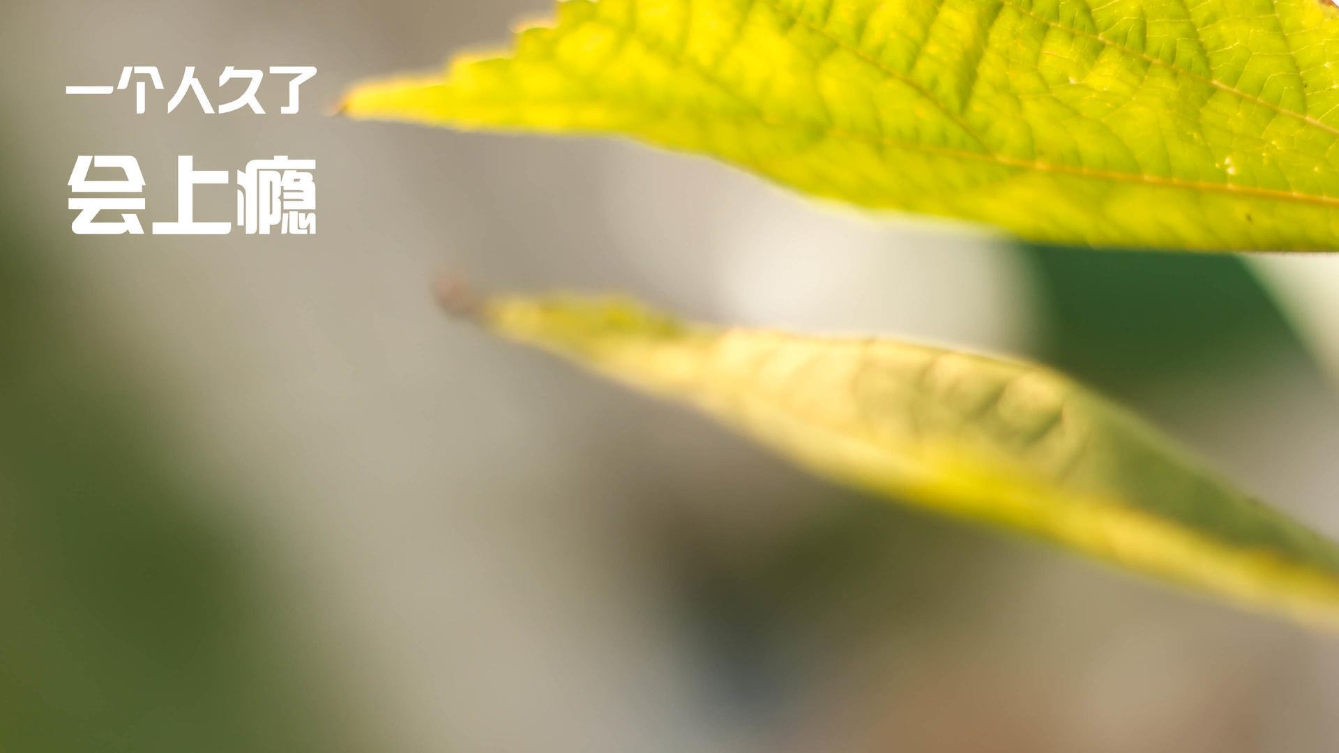 升空法则，当布克在抢七的绝对真空中，点燃篮球世界的推进器