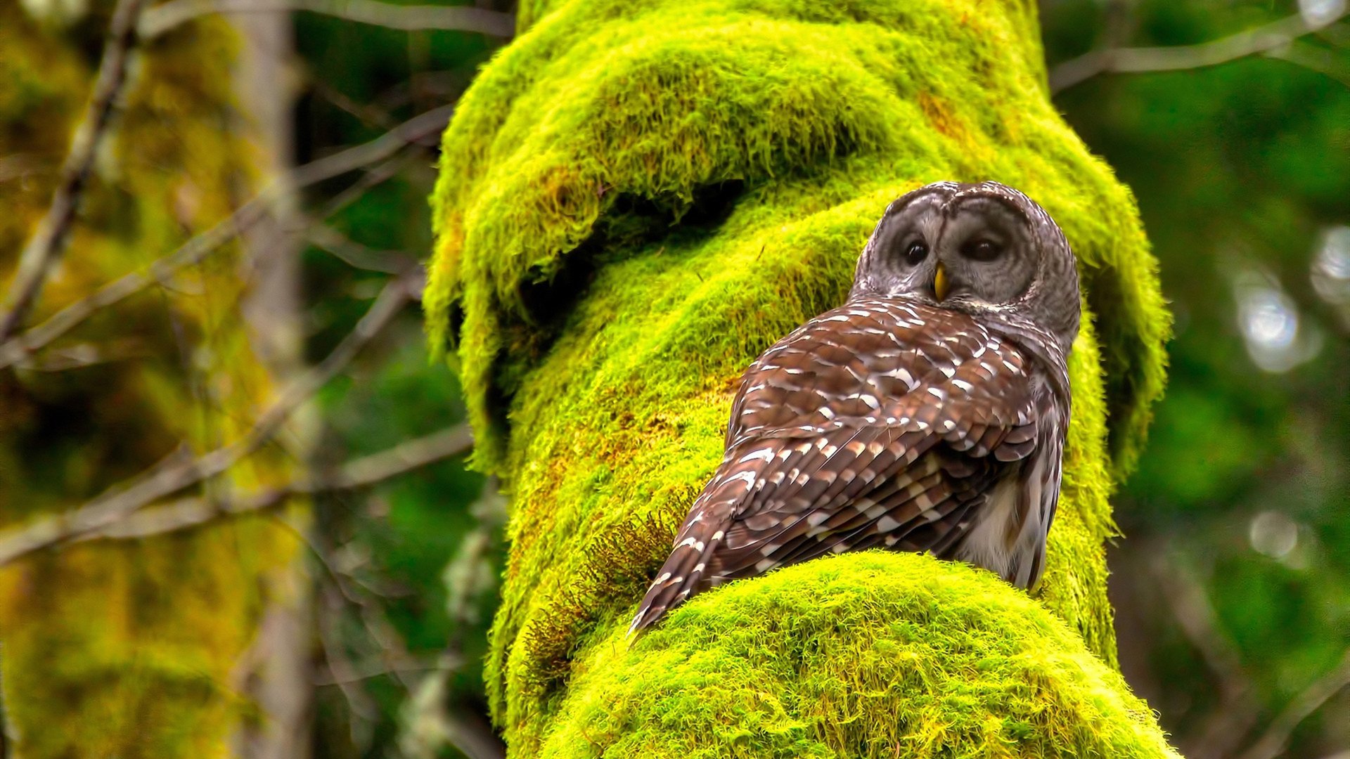 两个平凡战场的伟大胜利，山西队和福克斯如何证明篮球的真正价值