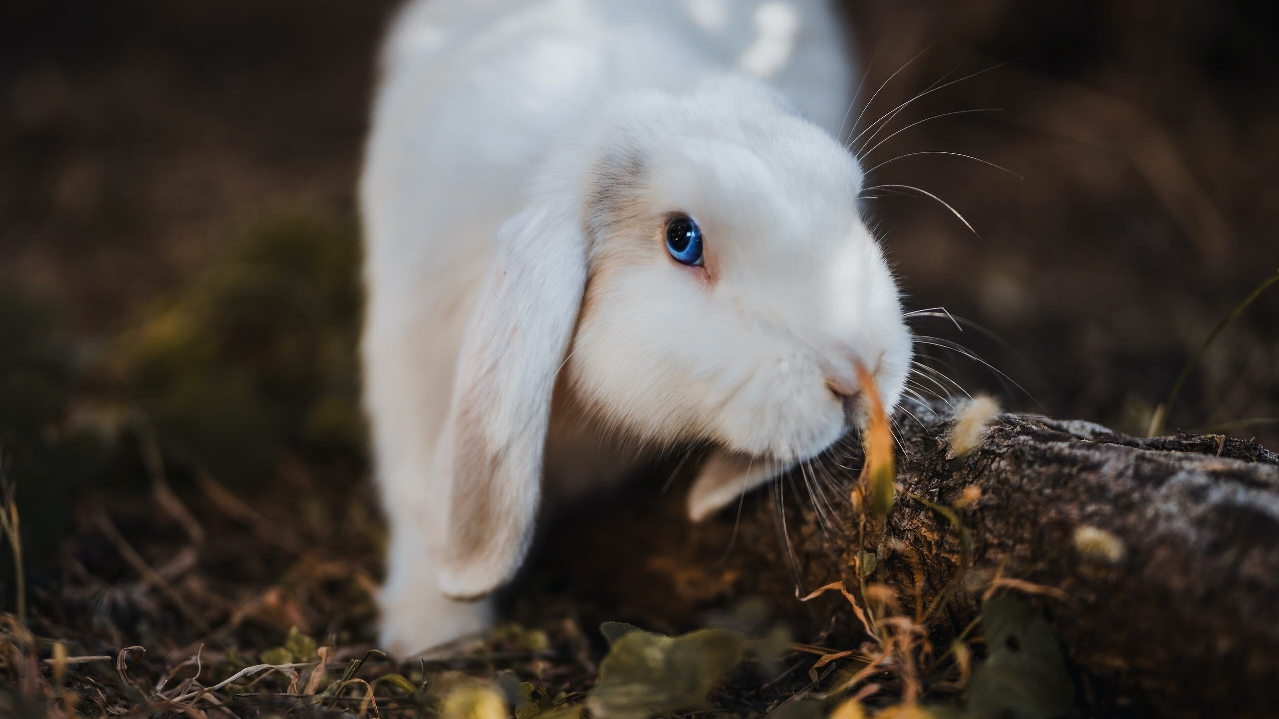 星河与沙漏，莫德里奇在世界排名争夺战之夜的永恒刻度