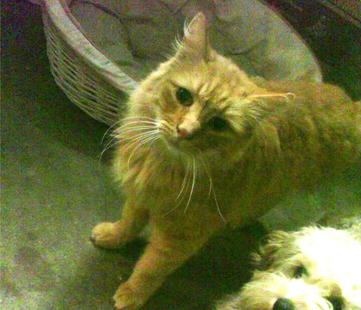 西亚卡姆独木难支，国王全队奏响交响乐强势战胜猛龙